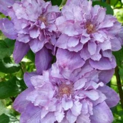 Clématite Vyvyan Pennell/pot De 1,5l - Tuteur Bambou 30/60 Cm -VIDA Plantes Magasin 63f4d0720a9112.98823519