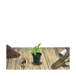 Clématite Vyvyan Pennell/pot De 1,5l - Tuteur Bambou 30/60 Cm -VIDA Plantes Magasin 63f4d072151c97.96590525