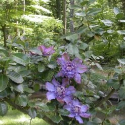 Clématite Vyvyan Pennell/pot De 1,5l - Tuteur Bambou 30/60 Cm -VIDA Plantes Magasin 63f4d0721bf9f5.16034728