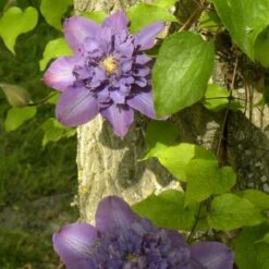 Clématite Vyvyan Pennell/pot De 1,5l - Tuteur Bambou 30/60 Cm -VIDA Plantes Magasin 63f4d0721ffd68.43183008