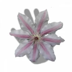 Clématite Nelly Moser/pot De 3l - Echelle Bambou 60/120 Cm -VIDA Plantes Magasin 63f4d0a8b59644.83287432