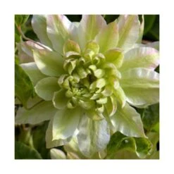 Clématite Sen No Kaze/pot De 1,5l - Tuteur Bambou 30/60 Cm -VIDA Plantes Magasin 63f4d0b05e68e5.41042365