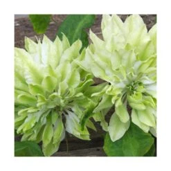 Clématite Sen No Kaze/pot De 1,5l - Tuteur Bambou 30/60 Cm -VIDA Plantes Magasin 63f4d0b066b099.53417695