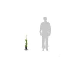 Chèvrefeuille X Tellmanniana/pot De 3l - Echelle Bambou 60/120 Cm -VIDA Plantes Magasin 63f4d0b4146405.69665510