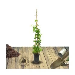 Chèvrefeuille Japonica Sinensis/pot De 6l - Tipi Bambou 90/150 Cm -VIDA Plantes Magasin 63f4d0dc86bf26.35800184