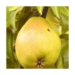 VIDA Plantes Magasin -VIDA Plantes Magasin 63f4d1ec05cf22.90653579