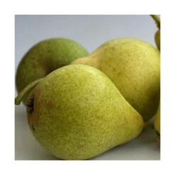 Poirier Communis Bon Chretien William/pot De 10l - Gobelet 2 Ans -VIDA Plantes Magasin 63f4d1ec096f51.86396395