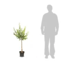 Poirier Communis Bon Chretien William/pot De 10l - Gobelet 2 Ans -VIDA Plantes Magasin 63f4d1ec33a867.29289756