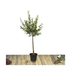 Poirier Communis Beurré Hardy/pot De 10l - Gobelet 2 Ans -VIDA Plantes Magasin 63f4d1fd699904.34815299
