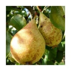 Poirier Communis Beurré Hardy/pot De 10l - Gobelet 2 Ans -VIDA Plantes Magasin 63f4d1fd7d0c69.33293514