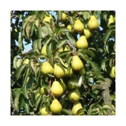 Poirier Communis Beurré Hardy/pot De 10l - Gobelet 2 Ans -VIDA Plantes Magasin 63f4d1fd80ae97.18700558