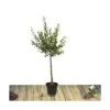 Prunier X Domestica Reine Claude Dorée/pot De 10l - Gobelet 2 Ans -VIDA Plantes Magasin 63f4d202116822.60862259