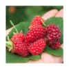 Mûre Tayberry Bounty Berry 'yantay'/pot De 3l - Echelle Bambou 60/120 Cm -VIDA Plantes Magasin 63f4d2139b7ef5.91486978