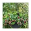 Mûre Fruticosus Black Cascade®/pot De 1,5l - Tuteur Bambou 30/60 Cm -VIDA Plantes Magasin 63f4d214d6d915.42810308