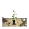 Kiwi Chinensis Jenny (autofertile)/pot De 1,5l - 20/50 Cm -VIDA Plantes Magasin 63f4d218a3aef5.57250180