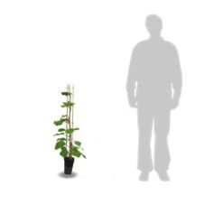 Kiwi Chinensis Solo (autofertile)/pot De 3l - 60/120 Cm -VIDA Plantes Magasin 63f4d29fa87205.32735292