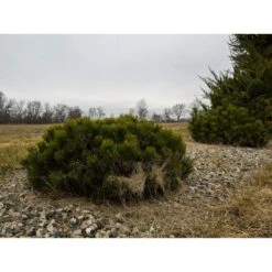 Pin De Montagne Mugo Var. Pumilio/pot De 12l - 50/60 Cm -VIDA Plantes Magasin 63f4d2fa2a3705.74337881