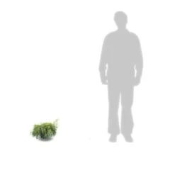 Faux Cyprès Pisifera Sungold/pot De 3l - 20/40 Cm -VIDA Plantes Magasin 63f4d326a0bb09.02367901