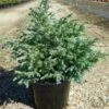 Faux Cyprès Pisifera Boulevard/pot De 3l - 20/40 Cm -VIDA Plantes Magasin 63f4d32e1d4e20.23031558