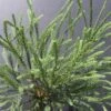 Cèdre Du Japon Japonica Araucarioides/pot De 15l - 60/80 Cm -VIDA Plantes Magasin 63f4d33ecd4875.26355161