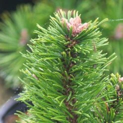 Pin De Montagne Mugo Var. Pumilio/pot De 3l - 20/40 Cm -VIDA Plantes Magasin 63f4d346ceb991.37651790