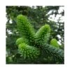 Sapin D'andalousie Pinsapo/godet - 5/20 Cm -VIDA Plantes Magasin 63f4d361bdb043.84489764