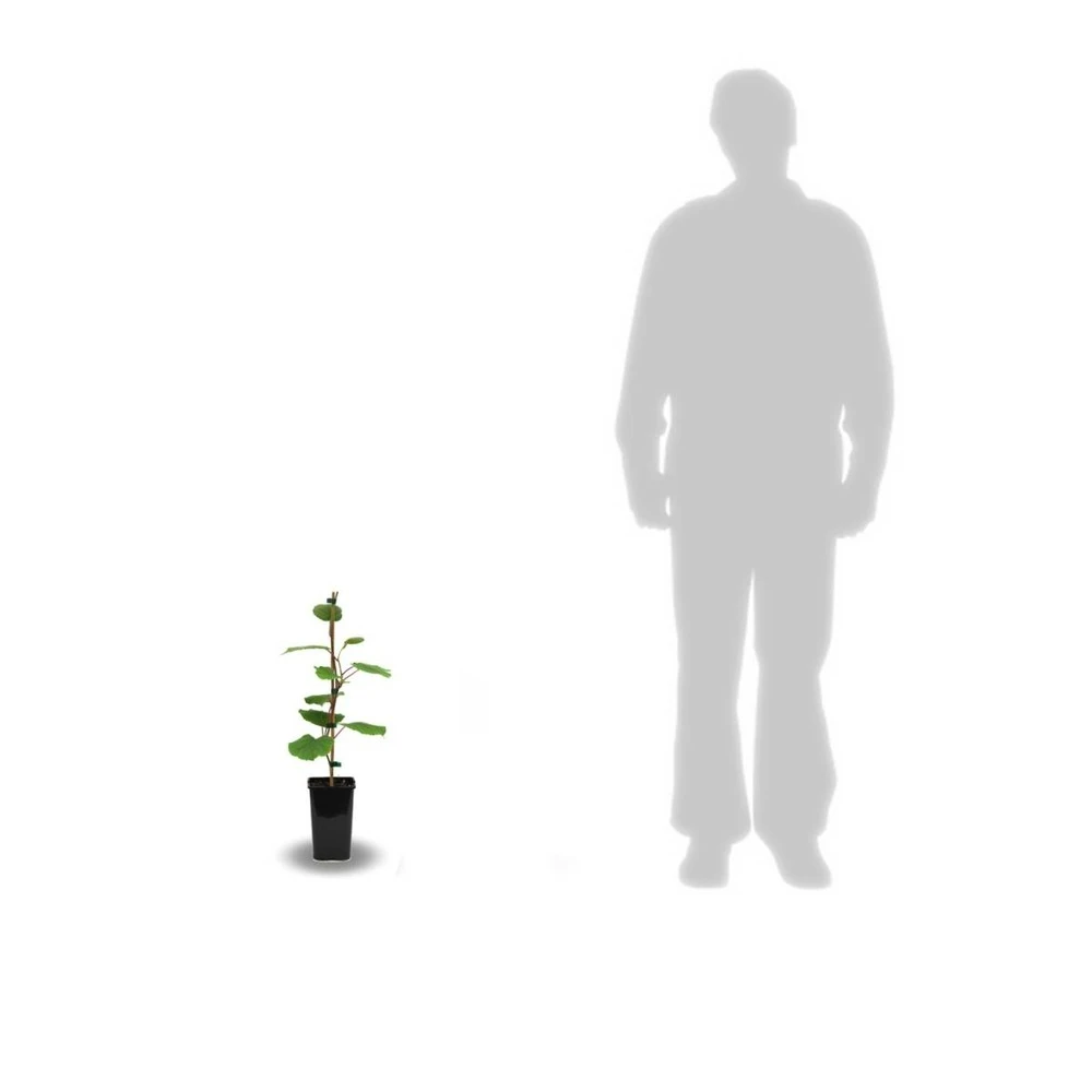 Kiwi Chinensis Tomuri (mâle)/pot De 1,5l - 20/50 Cm 5 Kiwi Chinensis Tomuri (mâle)/pot De 1,5l - 20/50 Cm – Image 3