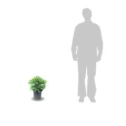 Cèdre Du Japon Japonica Elegans/pot De 3l - 20/40 Cm -VIDA Plantes Magasin 63f4d5efee50d7.90979593