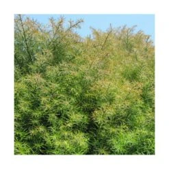 Cèdre Du Japon Japonica Elegans/pot De 3l - 20/40 Cm -VIDA Plantes Magasin 63f4d5eff1d7c6.01559601