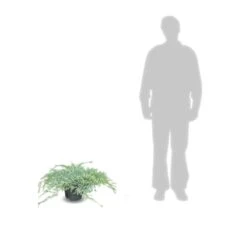 Genévrier écailleux Squamata Blue Carpet/pot De 5l - 40/60 Cm -VIDA Plantes Magasin 63f4d6076e4c51.14450842