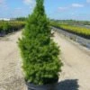 Épinette Blanche Glauca Conica/pot De 5l - 40/60 Cm -VIDA Plantes Magasin 63f4d608bef881.58920527