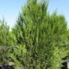 Thuya Géant Plicata Atrovirens/pot De 3l - 40/60 Cm -VIDA Plantes Magasin 63f4d642168e37.60613835