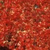 Vigne Vierge Quinquefolia Red Wall® 'troki'/pot De 3l - Echelle Bambou 60/120 Cm -VIDA Plantes Magasin 63f4d66125b8b8.16169857
