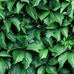 Vigne Vierge Quinquefolia Red Wall® 'troki'/pot De 3l - Echelle Bambou 60/120 Cm -VIDA Plantes Magasin 63f4d66129af96.11718792