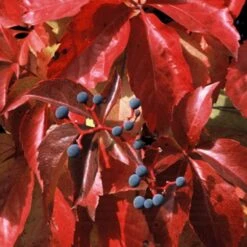 Vigne Vierge Quinquefolia Red Wall® 'troki'/pot De 3l - Echelle Bambou 60/120 Cm -VIDA Plantes Magasin 63f4d6612d2810.92526727