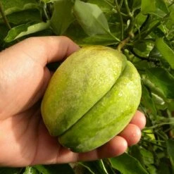 Arauja Sericofera Rosea/pot De 1,5l - Tuteur Bambou 30/60 Cm -VIDA Plantes Magasin 63f4d74f476575.30418710