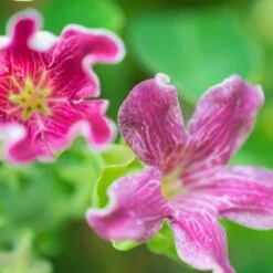 Arauja Sericofera Rosea/pot De 3l - Echelle Bambou 60/120 Cm -VIDA Plantes Magasin 63f4d750a16243.88090807