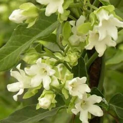 Arauja Sericofera Alba/pot De 1,5l - 20/50 Cm -VIDA Plantes Magasin 63f4d751d39e29.72290131