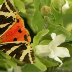 Arauja Sericofera Alba/pot De 1,5l - 20/50 Cm -VIDA Plantes Magasin 63f4d751d73372.03628653