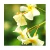 Jasmin étoilé Jasminoïdes Star Of Toscane® 'selbra'/godet - 5/20 Cm -VIDA Plantes Magasin 63f4d7c8b1abb6.06943555