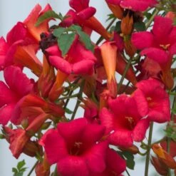 Bignone X Tagliabuana Grenadine 'rutcam'/pot De 1,5l - Tuteur Bambou 30/60 Cm -VIDA Plantes Magasin 63f4d7d09b3864.62419399