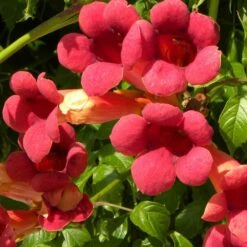 Bignone X Tagliabuana Grenadine 'rutcam'/pot De 1,5l - Tuteur Bambou 30/60 Cm -VIDA Plantes Magasin 63f4d7d0a45c82.39022646