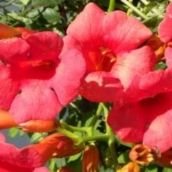 Bignone X Tagliabuana Grenadine 'rutcam'/pot De 1,5l - Tuteur Bambou 30/60 Cm -VIDA Plantes Magasin 63f4d7d0abe4a8.43578587