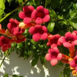 Bignone X Tagliabuana Grenadine 'rutcam'/pot De 1,5l - Tuteur Bambou 30/60 Cm -VIDA Plantes Magasin 63f4d7d0af6e21.29686340