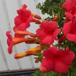 Bignone X Tagliabuana Grenadine 'rutcam'/pot De 1,5l - Tuteur Bambou 30/60 Cm -VIDA Plantes Magasin 63f4d7d0b66d96.15094678