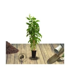 Bignone X Tagliabuana Grenadine 'rutcam'/pot De 1,5l - Tuteur Bambou 30/60 Cm -VIDA Plantes Magasin 63f4d7d0bb76f5.42163305