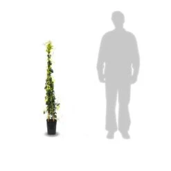 Bignone Capreolata Tangerine Beauty/pot De 1,5l - Tuteur Bambou 30/60 Cm -VIDA Plantes Magasin 63f4d7d68f4224.31305278