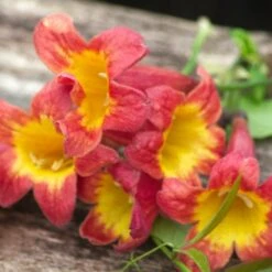 Bignone Capreolata Tangerine Beauty/pot De 1,5l - Tuteur Bambou 30/60 Cm -VIDA Plantes Magasin 63f4d7d69c15f6.24164965