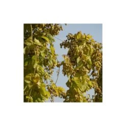 Houblon Doré Aureus/pot De 1,5l - 10/20 Cm -VIDA Plantes Magasin 63f4d7d92661e6.52248859