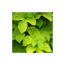 Houblon Doré Aureus/pot De 1,5l - 10/20 Cm -VIDA Plantes Magasin 63f4d7d92e9243.20223932